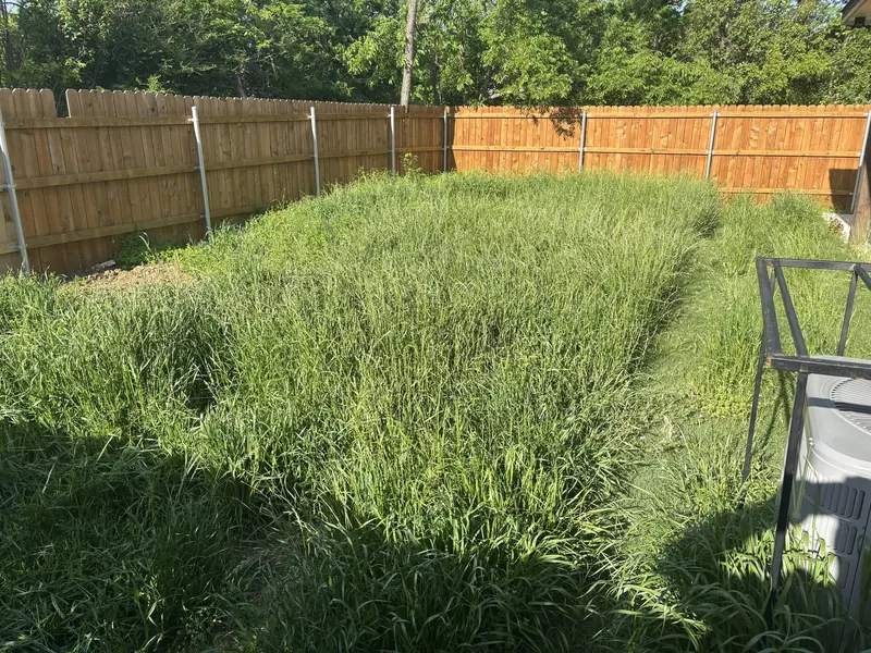 Overgrown back yard with knee-high grass before a cleanup in Saginaw, TX